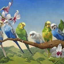 Схема вышивки «Волнистые попугайчики.»