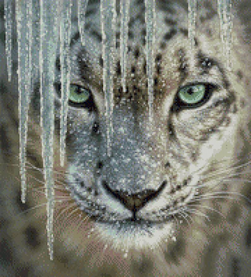 Снежный барс - снежный барс, кошки - предпросмотр