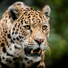 Схема вышивки «леопард»