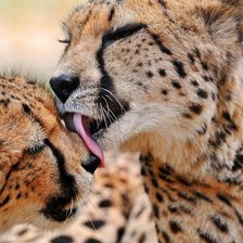 Схема вышивки «леопарды2»