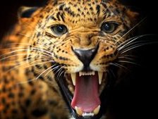 Схема вышивки «леопард4»