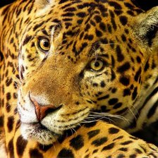 Схема вышивки «леопард5»