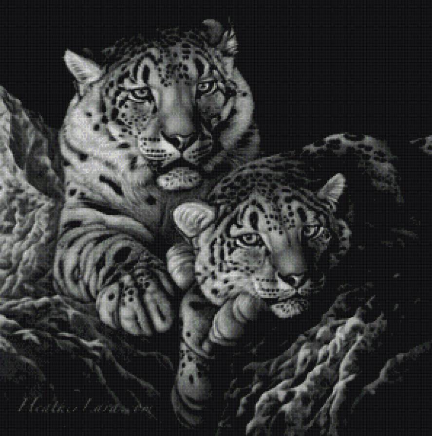 снежные барсы - хищник, барс - предпросмотр