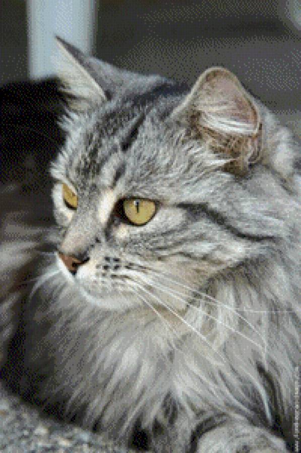 кошка - животные. кошки. - предпросмотр