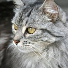 Схема вышивки «кошка»