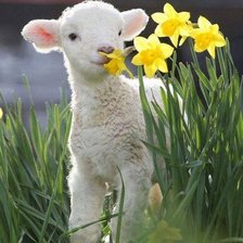 Схема вышивки «ягнёнок»