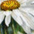 Предпросмотр схемы вышивки «Ромашки» (№971291)