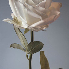 Схема вышивки «Белая роза.»