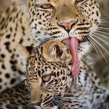 Схема вышивки «14»