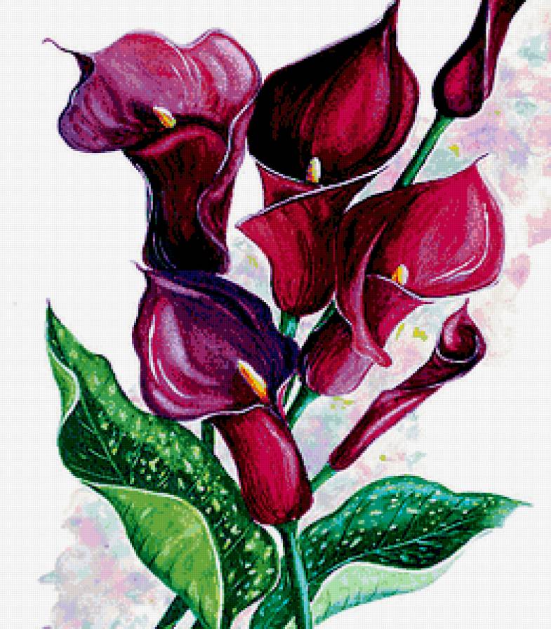 пурпурные каллы - букет, акварель, постер, каллы. пурпур, цветы, картина, панно - предпросмотр