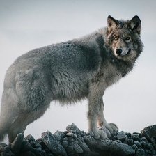 Схема вышивки «16»