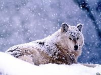 Схема вышивки «17»