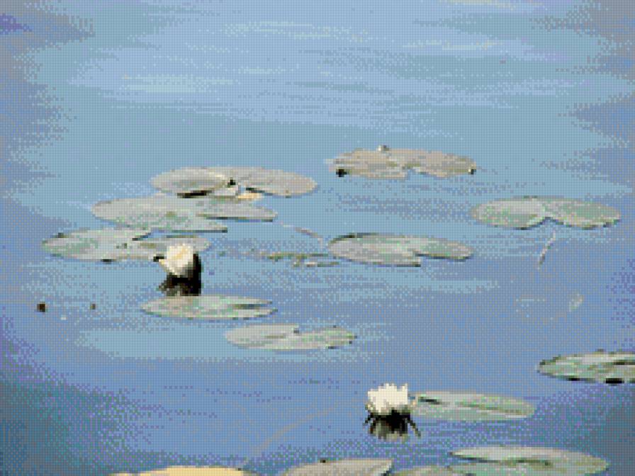 Сколько нежности... - кувшинки, цветы, река - предпросмотр