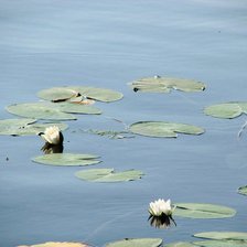 Схема вышивки «Сколько нежности...»