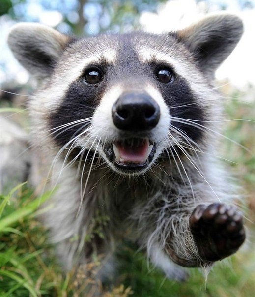 37 - оригинал