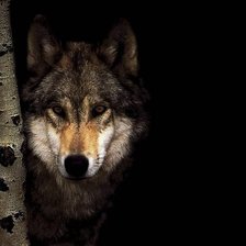 Схема вышивки «41»