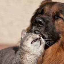 Схема вышивки «43»