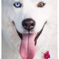 Схема вышивки «46»