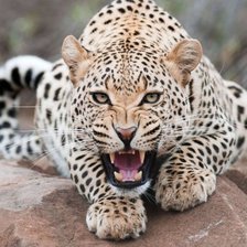 Схема вышивки «киса»