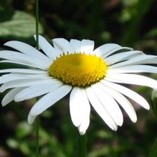 Схема вышивки «Ромашка»