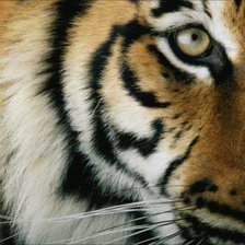 Схема вышивки «Тигр»