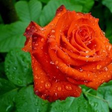 Схема вышивки «Роза»