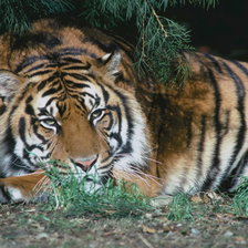 Схема вышивки «Тигр в зарослях»