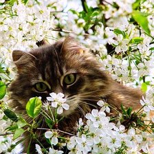 Схема вышивки «№972641»