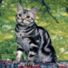 Схема вышивки «№972643»