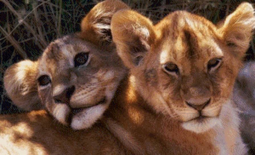 няшки - львы - предпросмотр