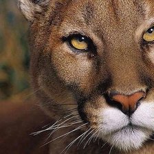 Схема вышивки «Царица»