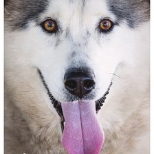 Схема вышивки «55»