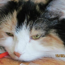 Схема вышивки «Клео2»