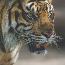 Схема вышивки «предупреждение»