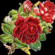 Схема вышивки «розы»