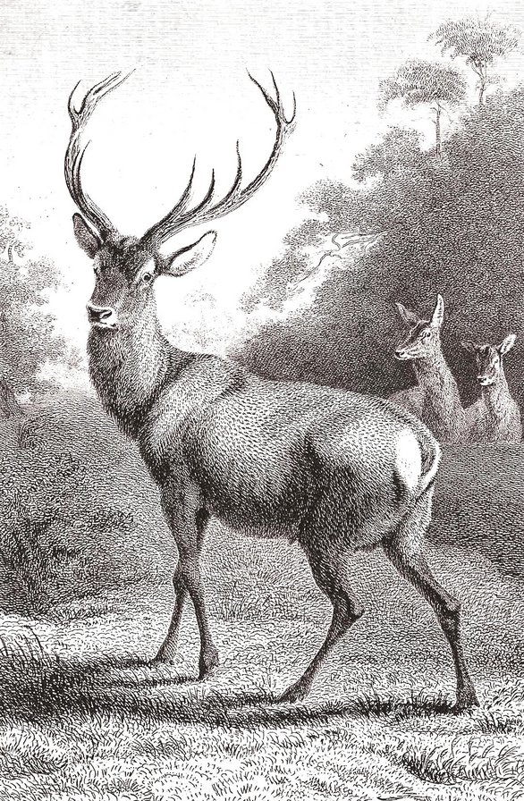 олень - графика, семья, олень, гравюра, животные, монохром - оригинал