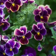 Схема вышивки «№973624»