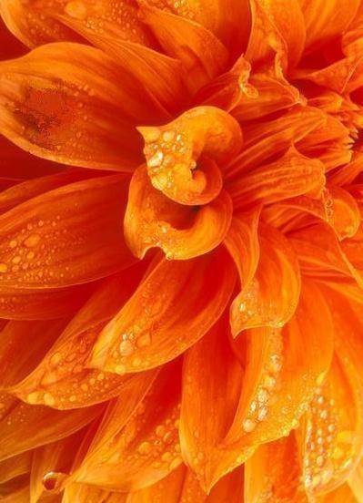 георгина - оригинал