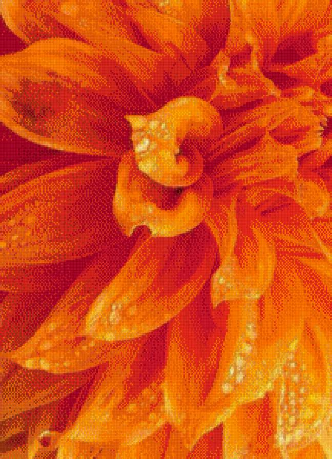 георгина - предпросмотр