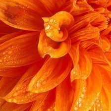 Схема вышивки «георгина»