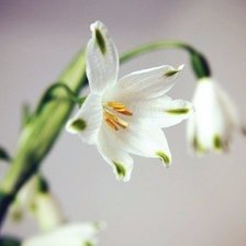 Схема вышивки «ландыш»