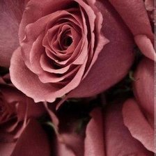 Схема вышивки «розы»