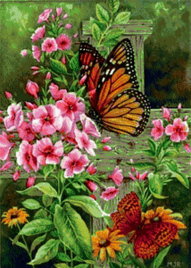 Флоксы - цветы., бабочки - предпросмотр