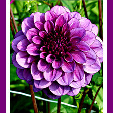 Схема вышивки «георгин»