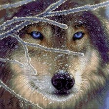 Схема вышивки «волк»