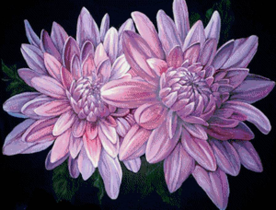 Лиловые хризантемы - цветы, хризантемы, подушка - предпросмотр