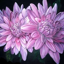 Лиловые хризантемы