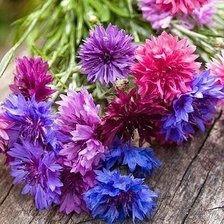 Схема вышивки «Васильки на столе»