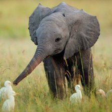 Схема вышивки «слон»