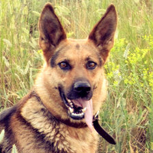 Схема вышивки «Овчарка*)»